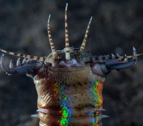 Meski Punya Wujud Cantik, Hewan Kecil ini Mampu Mencabik Ikan Jadi 2 Bagian!