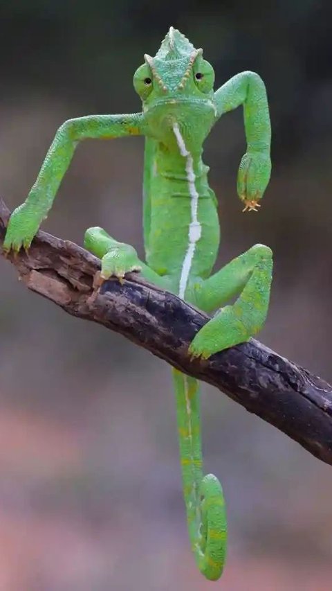 Kumpulan Foto Lucu Hewan, Momen Terbaik Hasil Jepretan Fotografer Andal