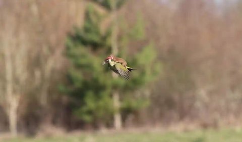 Weasel Hitching a Lift by Martin Le-May, 2015<br>