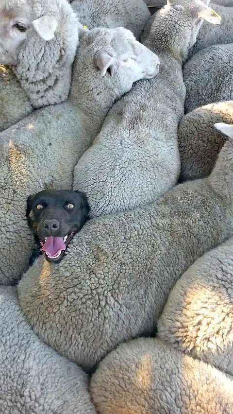 Sheepish Smile by Charlie Mackinnon, 2014 