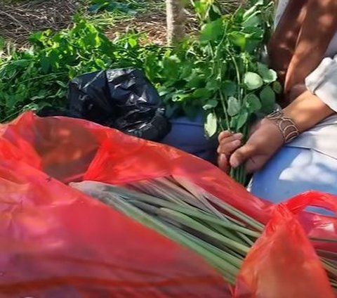 Putuskan Berhenti Sekolah Demi Bantu Ortu Berkebun, Kisah Gadis Transmigran Asal Wonosobo Ini Curi Perhatian