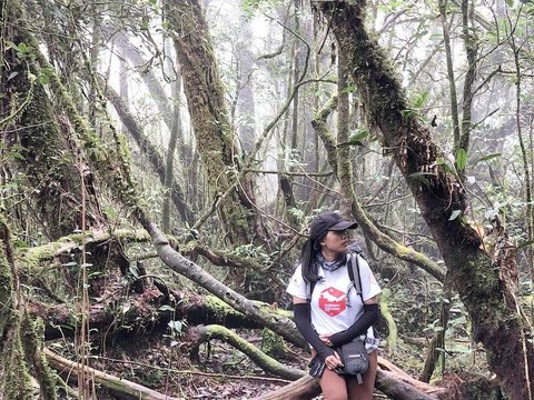 Terkenal Rute Pendakian yang Sulit, Ini Fakta Menarik Gunung Pesagi di Lampung