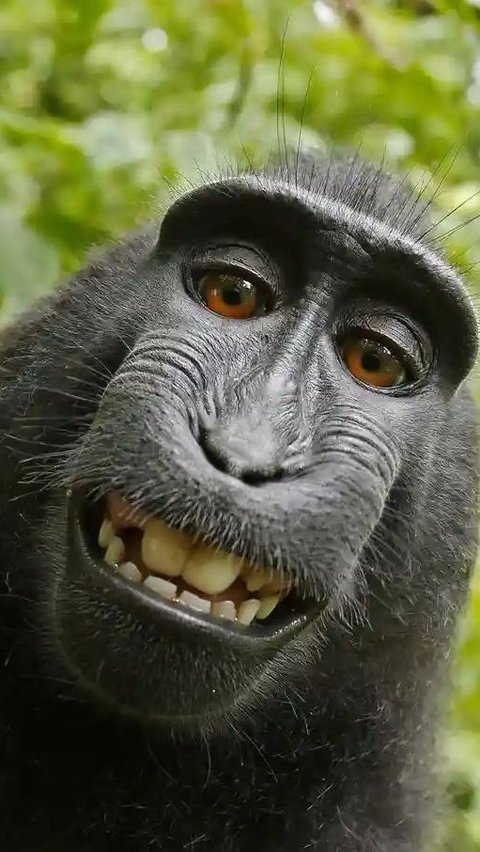 Monkey Selfie by Naruto, 2011 