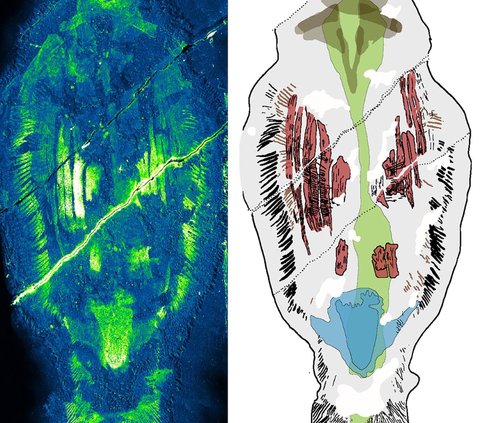 Walaupun kerabat modern dari cacing raksasa ini biasanya berada pada tingkat rendah dalam rantai makanan dengan pola makan zooplankton dan ikan kecil, mereka memiliki peran yang sangat penting dalam ekosistem sekitarnya.<br><br>Dalam sistem pencernaan mereka, terungkap adanya sisa-sisa arthropoda berenang yang lebih besar, termasuk kelompok hewan yang meliputi serangga dan udang.<br>