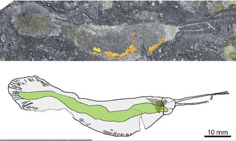 Excitement Over the Discovery of a Giant Ancient Predator Worm Fossil that Lived 500 Million Years Ago