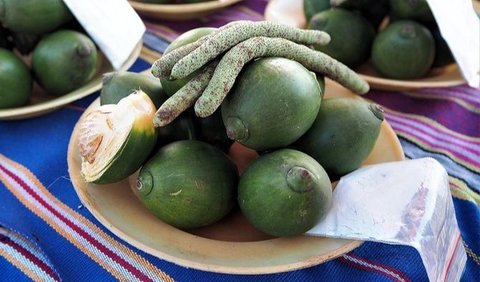 Konsumsi buah pinang dapat membantu meningkatkan imunitas tubuh dan memperbaiki fungsi pencernaan.