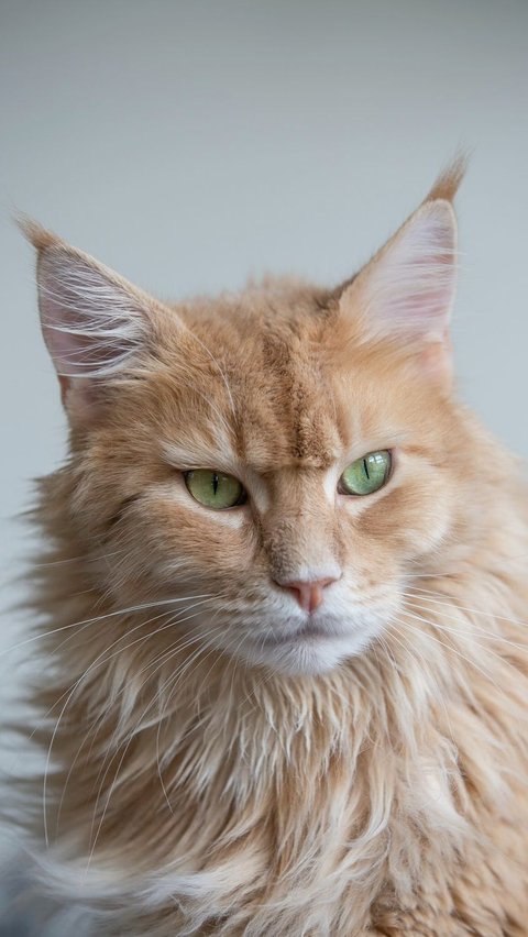 <b>Mengenal Kucing Maine Coon: Karakteristik, Sifat, dan Cara Merawatnya</b>