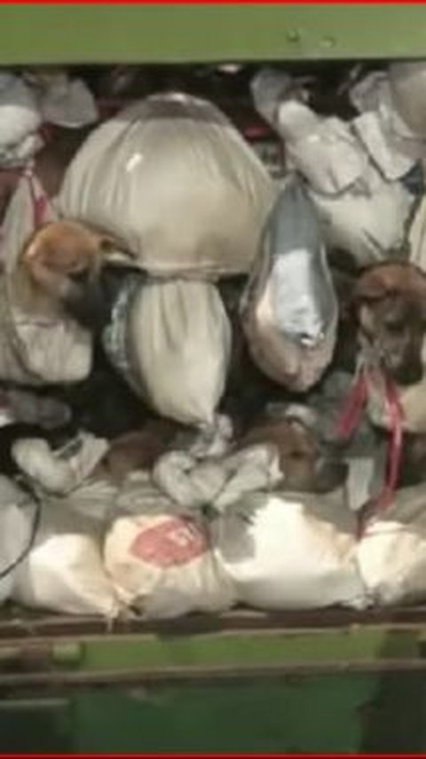 4 Fakta Terbaru Kasus Penyelundupan Ratusan Anjing di Solo, Satu Ekor Dihargai Rp350 Ribu