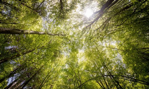 Geologists Say Trees Can Predict Volcanic Eruptions, Is it True?