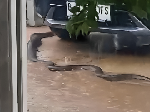 Giant Snake Wanders into Settlement during Heavy Rain, Making People Anxious!