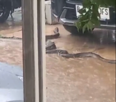 Giant Snake Wanders into Settlement during Heavy Rain, Making People Anxious!