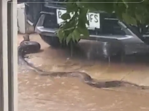 Giant Snake Wanders into Settlement during Heavy Rain, Making People Anxious!