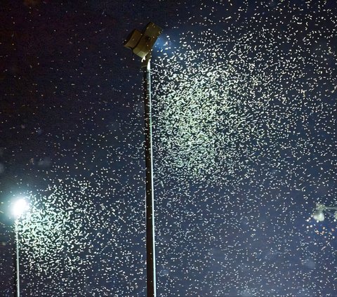 Chilling! Sight of Bathroom Filled with Cockroaches, Netizens: Looks Like an Abandoned House