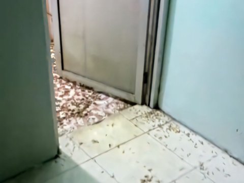 Creepy! The Appearance of a Bathroom Filled with Termites, Netizens: It Looks Like an Abandoned House