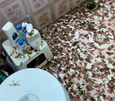 Chilling! Sight of Bathroom Filled with Cockroaches, Netizens: Looks Like an Abandoned House