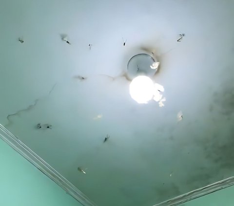 Chilling! Sight of Bathroom Filled with Cockroaches, Netizens: Looks Like an Abandoned House