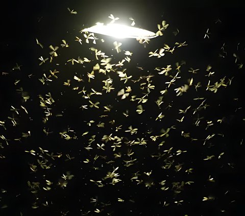 Chilling! Sight of Bathroom Filled with Cockroaches, Netizens: Looks Like an Abandoned House