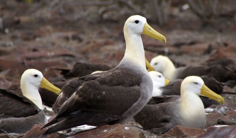 1. Waved Albatross<br>