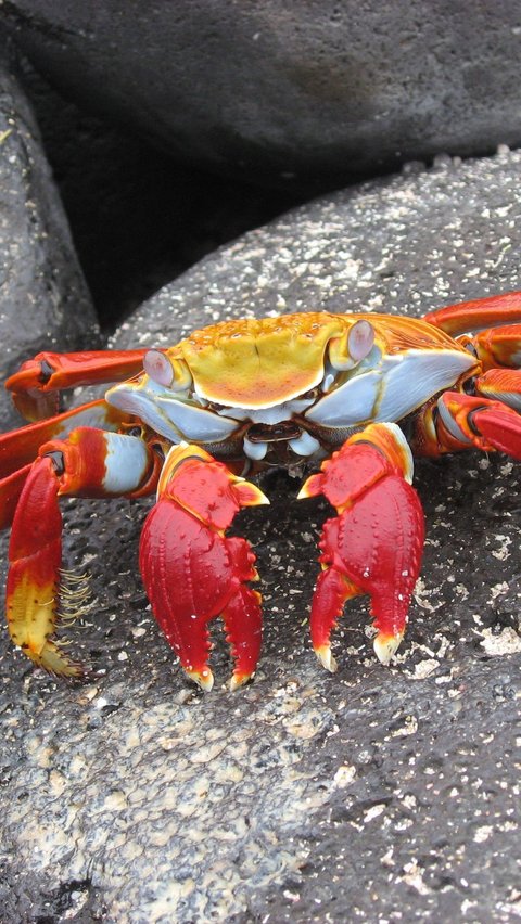 2. Sally Lightfoot Crab<br>