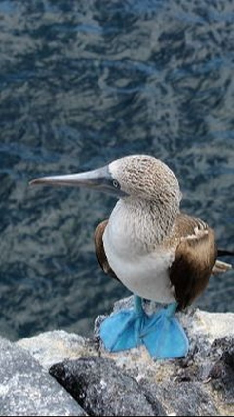 4. Blue-footed Boobies<br>