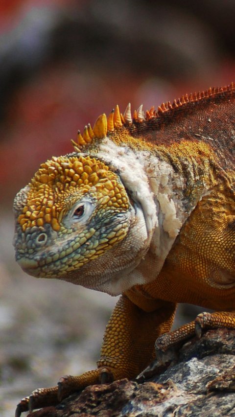 9. Iguana Pulau Galapagos<br>