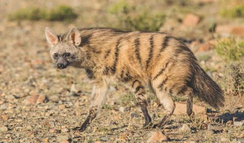 1. Aardwolf<br>