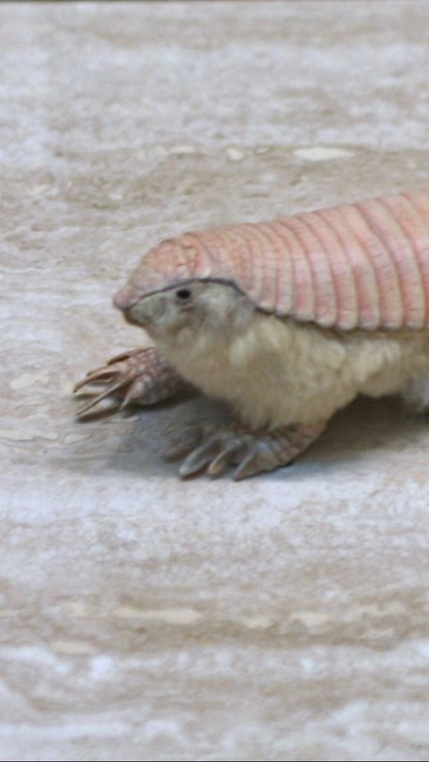 3. Pink Fairy Armadillo<br>