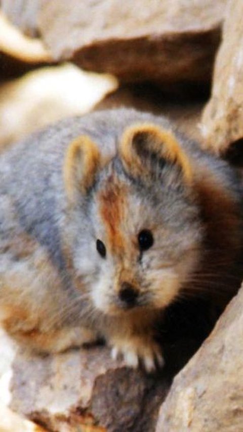 4. Ili Pika<br>