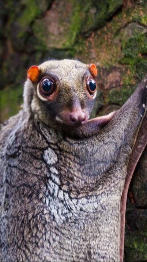 5. Sunda Colugo<br>