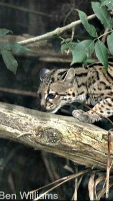 7. Margay<br>