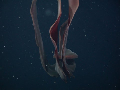 Untuk Pertama Kali dalam Sejarah, Wujud Hewan Laut Ini Tertangkap Kamera