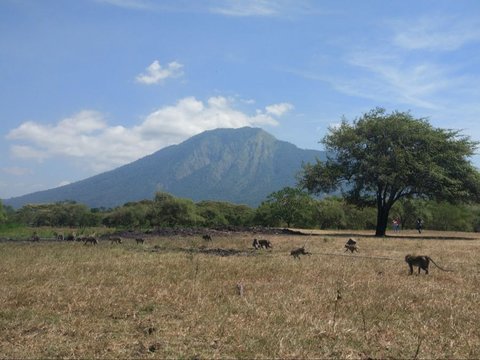 4 Fakta Taman Nasional Baluran Tutup Sebulan Penuh, Buka Kembali 16 Februari 2024