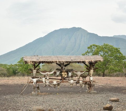 4 Fakta Taman Nasional Baluran Tutup Sebulan Penuh, Buka Kembali 16 Februari 2024