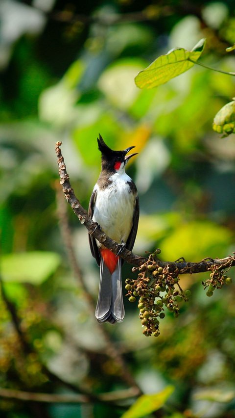 <b>Karakteristik Burung Kutilang, Lengkap dengan Jenis Makanan dan Cara Merawatnya </b><br>