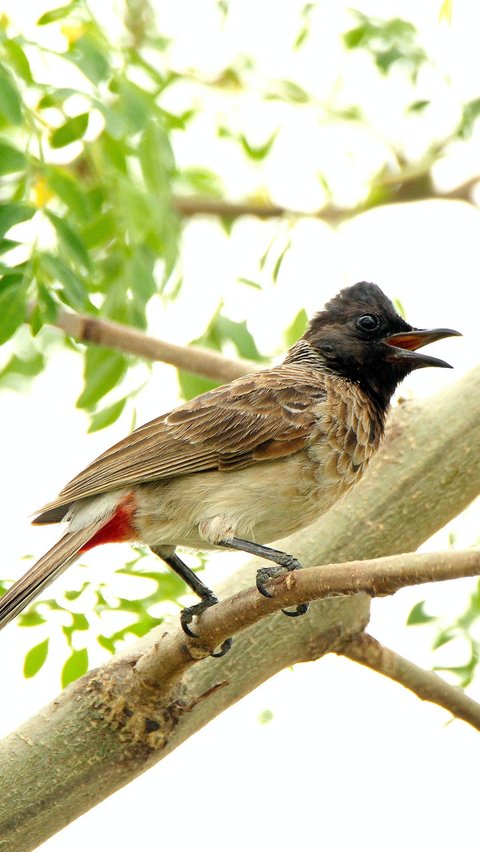 <b>Karakteristik Burung Kutilang</b>