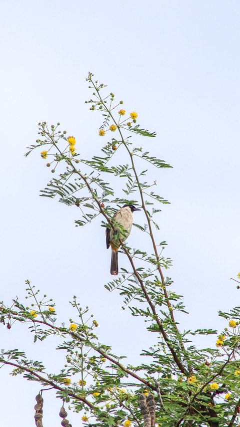 <b>Jenis Makanan Burung Kutilang</b>