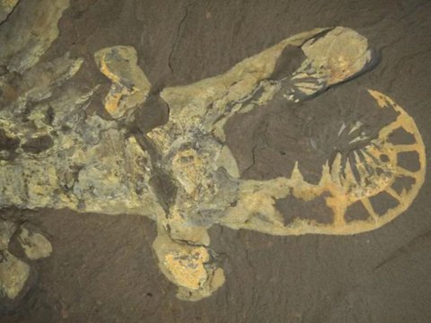 This Ancient Animal Used Strange Spike Antlers to Catch Prey