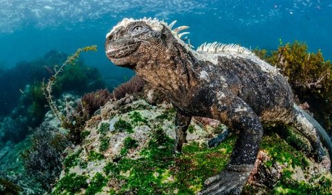 Mengenal Iguana Laut yang Punya Wujud Seperti Godzilla