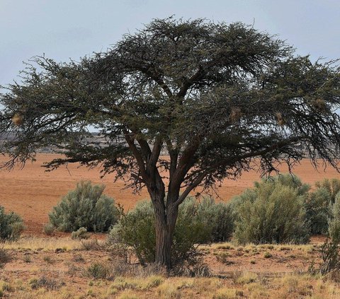 Unik, Gurun Sahara yang Identik dengan Panas Ternyata Pernah Turun Salju Hingga Beberapa Kali