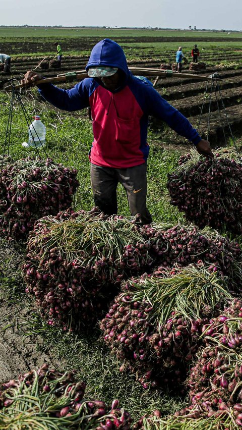 Petani bawang merah di Brebes juga mengeluhkan beberapa kebutuhan untuk produksi hingga akses jual hasil panen. Misalnya, ketersediaan pupuk subsidi, air irigasi, bahan bakar minyak (BBM), dan pasar. 