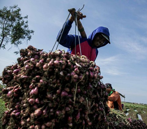 Petani bawang merah mengaku mengalami kerugian ketika ditemui di ladangnya di Brebes, Jawa Tengah, Kamis (11/1/2024). Kerugian tersebut terjadi pada musim panen di awal tahun ini akibat cuaca yang tidak menentu sehingga menyebabkan kualitas bawang merah menurun.