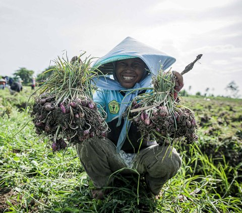 FOTO: Jerit Petani Bawang Merah di Brebes Merugi Akibat Cuaca Tak Tentu