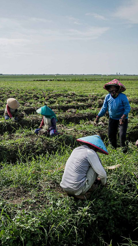 Sejumlah petani bawang merah melakukan panen di ladangnya di Brebes, Jawa Tengah, Kamis (11/1/2024).