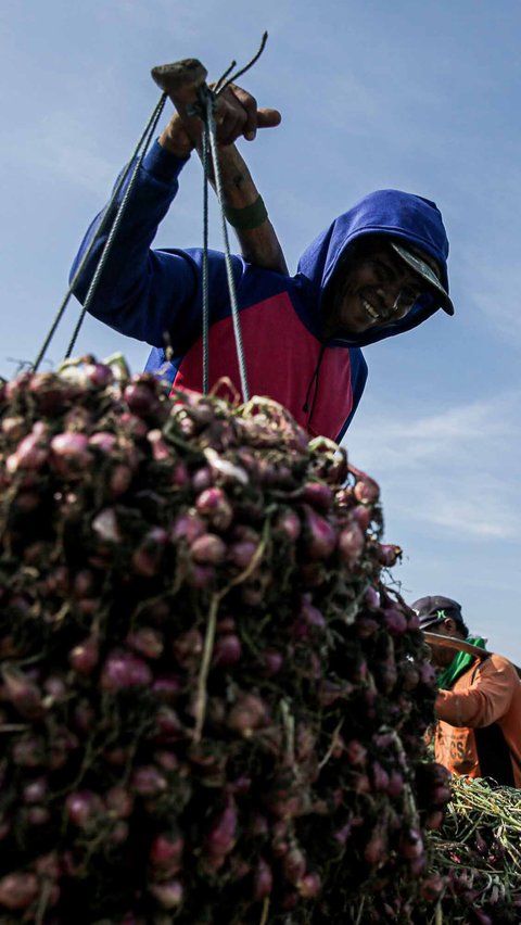 FOTO: Jerit Petani Bawang Merah di Brebes Merugi Akibat Cuaca Tak Tentu