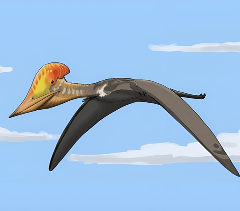 Spesies Baru Pterosaurus Tanpa Gigi Ditemukan di China