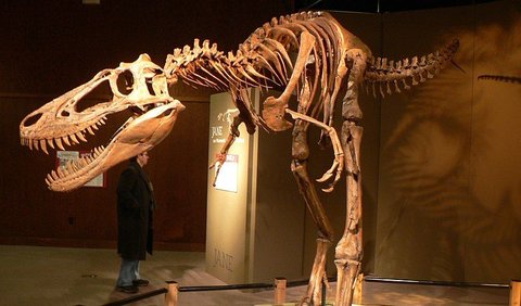 However, this raises a mystery if Nanotyrannus is not a teenage Tyrannosaurus, why has no one ever found a young T. rex?