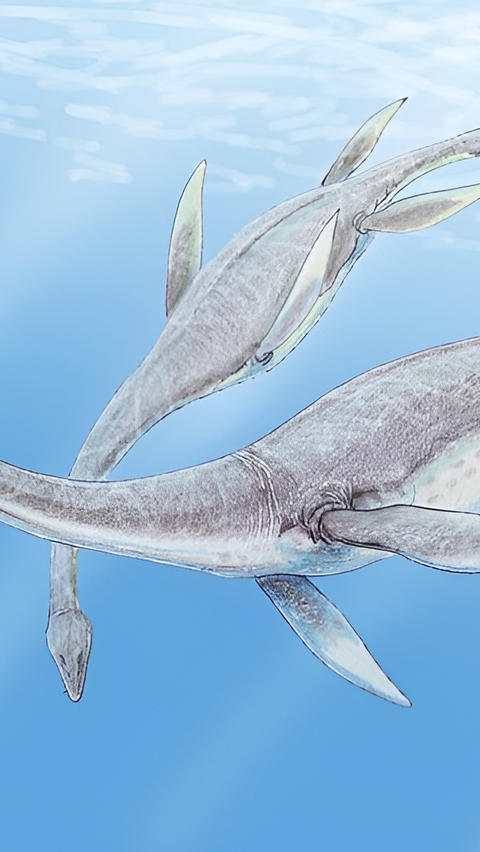 New Species Plesiosaurus Successfully Identified in the United States