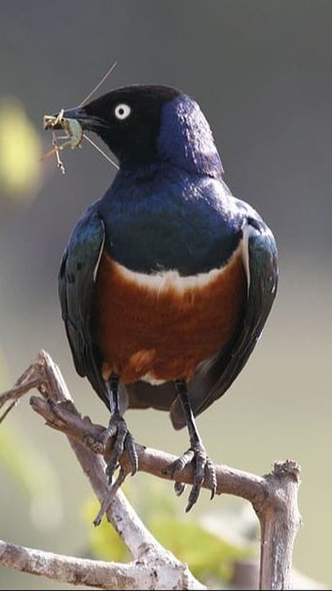 10. Burung<br>