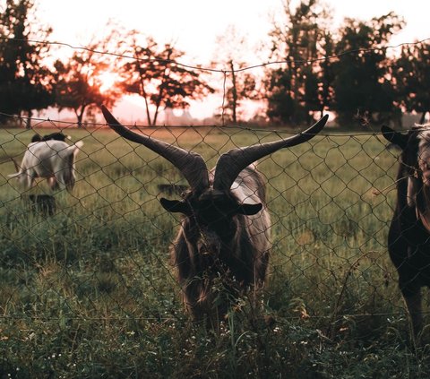 Revealing 6 Meanings of the Dream of Being Chased by a Rampaging Goat, Indicating Problems to Be Faced