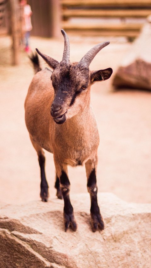 Mengungkap 6 Arti Mimpi Dikejar Kambing Ngamuk, Menandakan Masalah  yang Akan Dihadapi